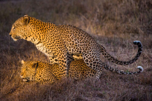 جفت گیری پلنگ Leopard mating - aparatme | aparatme->