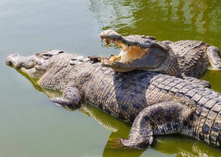 موجود دریایی موجود دریایی که غرق می شود !!