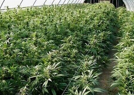 مجازات کاشت ماریجوانا در ایران + جزییات