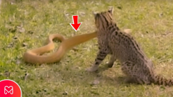 حمله گربه به مار سمی ، جنگ گربه و مار ، حمله گربه به مار سمی شکار مار