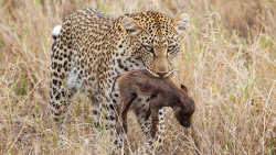 لحظه وحشیانه شکار پلنگ، وارثگ را زنده خوردن ، جنگ حیوانات وحشی