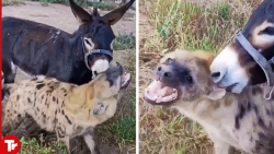 جنگ دیدنی کفتار و الاغ ، حیات وحش حیوانات وحشی کفتار ، نبرد با الاغ