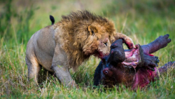 ۷ تا از بهترین لحظات درگیری شیرها، خوردن کرگدن زنده ، حیات وحش