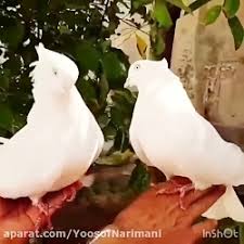 آموزش جفت زدن کفتر و جلد کردن کفتر