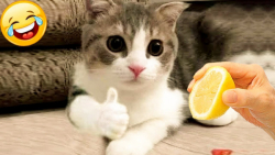 زندگی بامزه حیوانات خانگی گربه ها و سگ ها ، کلیپ طنز حیوانات