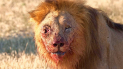 قوی ترین حیوانات شکارچی که شیر از آنها فرار میکند