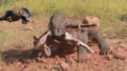 جنگ حیوانات وحشی | حمله اژدهای کومودو به بز