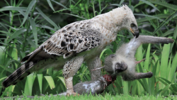 ۶ بهترین لحظه شکار عقاب، خوردن طعمه || جنگ حیوانات وحشی