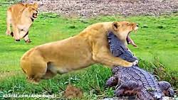 جنگ حیوانات وحشی / ۵ حیوان حریف کروکودیل / حیات وحش