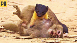 ۱۵ جنگ حیوانات شکارچی برای طعمه