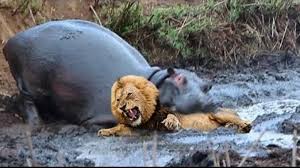 The most dangerous big animal wars. / Anthology of the best wildlife battles