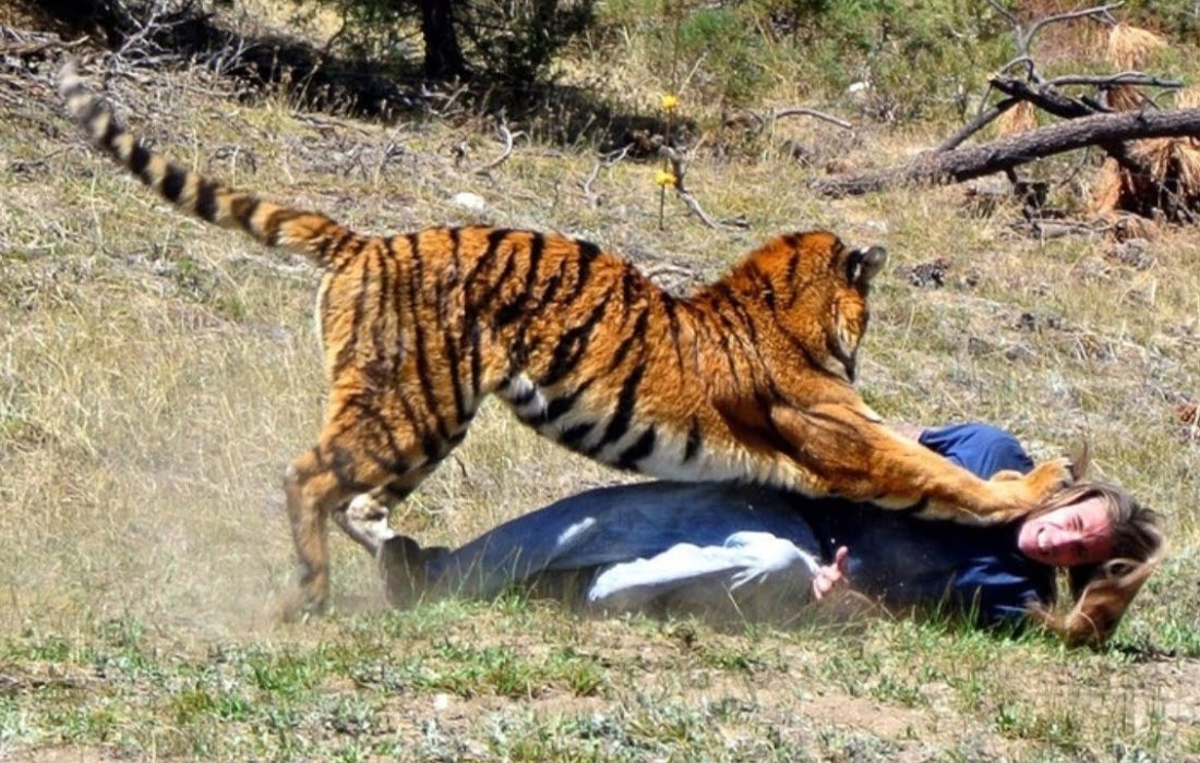 حمله حیوانات وحشی به انسان ها (گلچین ۱۱ حمله حیوان های وحشی به آدم ها)