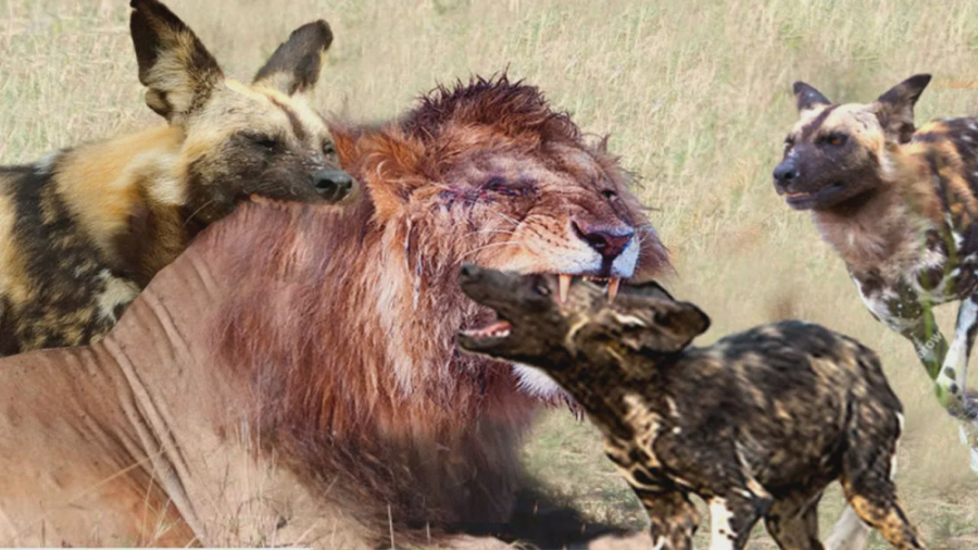 حمله حیوانات به شیر – شیر تبدیل به طعمه سگ های وحشی میشود