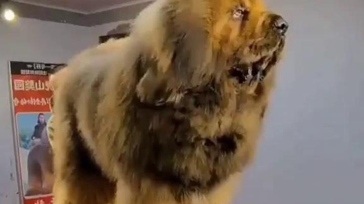 حاصل آمیزش شیر نر و سگ ماده این سگ ماستیف قیمتش ۲.۵ میلیون دلاره