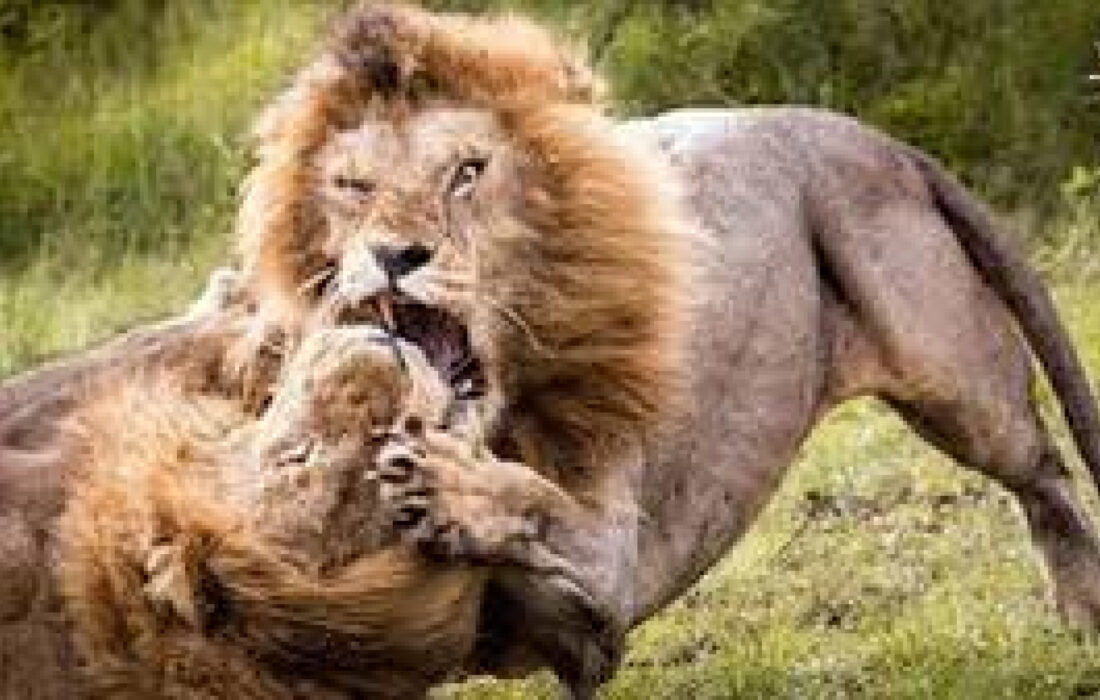 جنگ و نبرد حیوانات وحشی / حیوانات وحش – دنیای حیات وحش